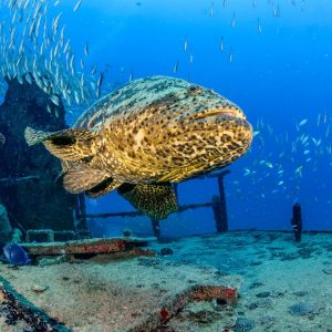 diving the dry tortugas