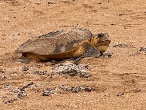 sea turtles