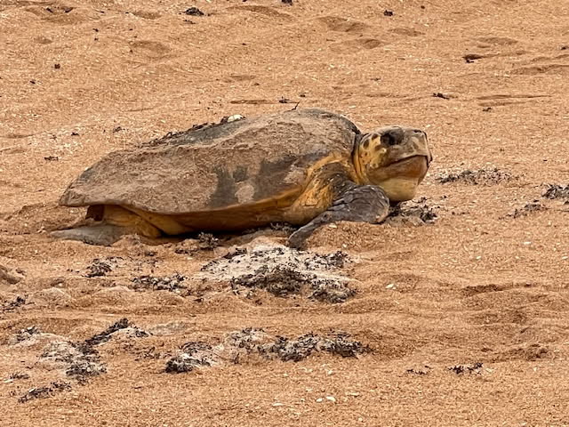 sea turtles